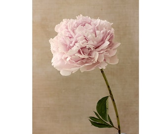 Botanical Art Print,  Peony Print,  Flower Wall Decor, Peony Photography