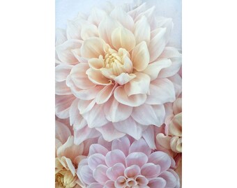 Lush Dahlia Photograph, Pink Gold Floral Wall Art Print