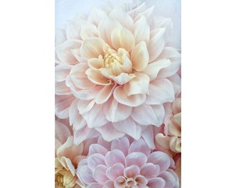 Romantic Dahlia Flower Photography:  Pink Gold Floral Print