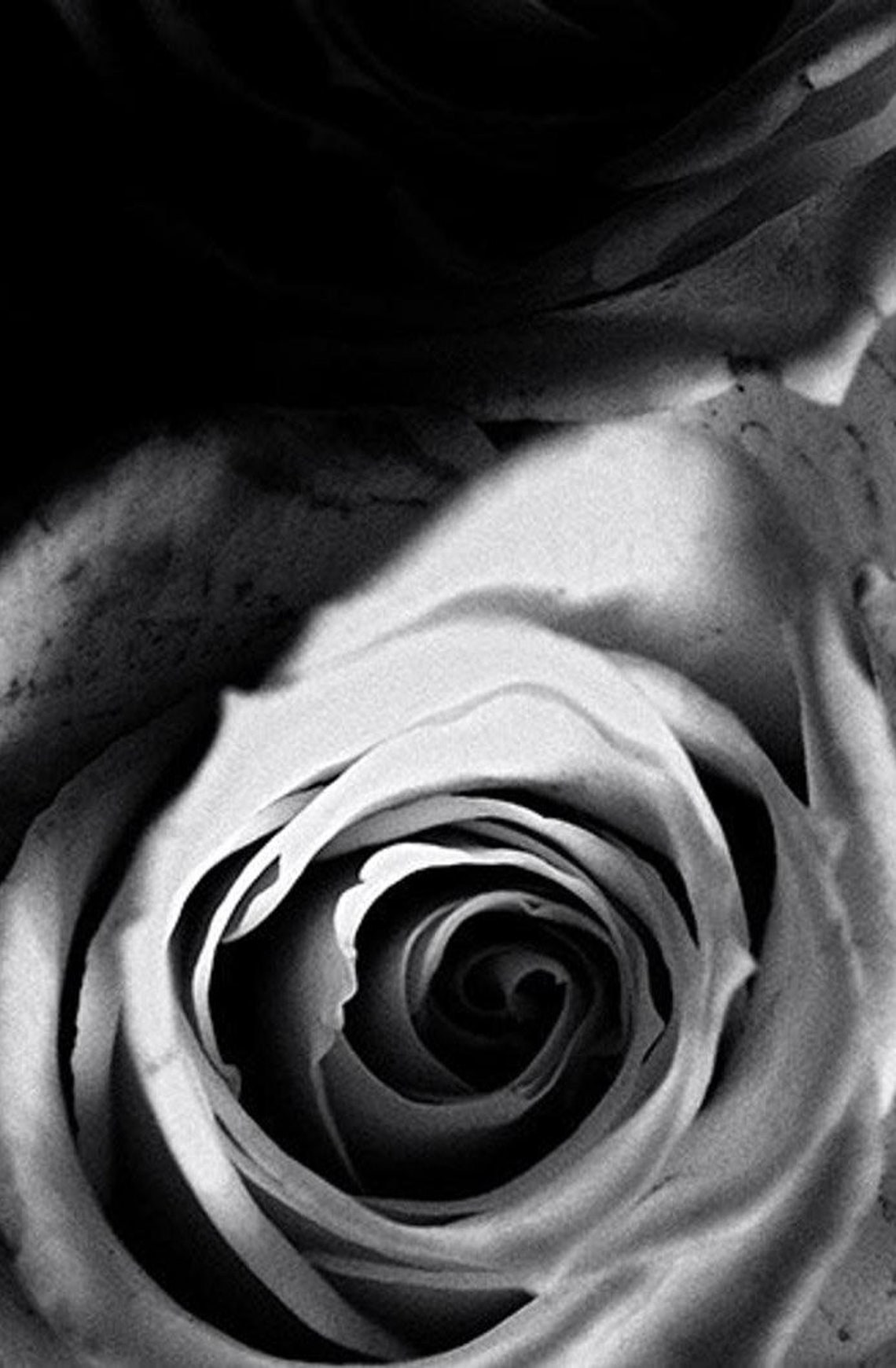 Black Rose Wall Art Flower Photography Black and White Rose Etsy