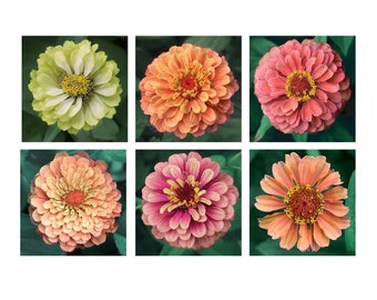 Zinnia Floral Print Set of 6, Bright Contemporary Gallery Wall Art, Flower Photographs