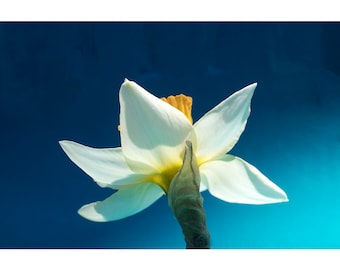 Photographie spectaculaire de jonquilles sur bleu foncé