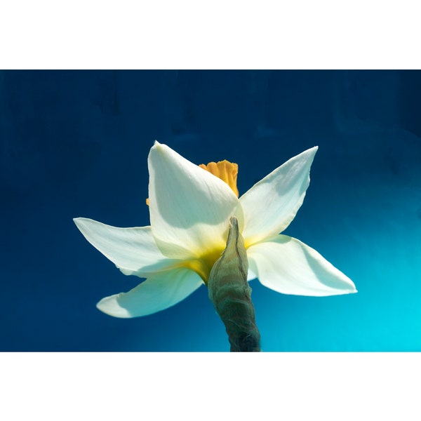 Dramatic Daffodil Photograph on Dark Blue