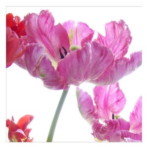 Pink Parrot Tulip Photograph, Vibrant Flower Art Print, image 3