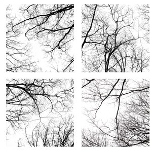 Modern Minimalist Abstract Winter Tree Black and White Photographs, Set of 4