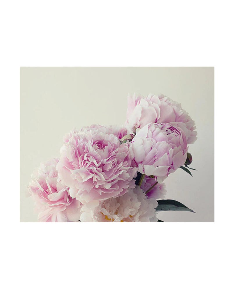Original Peony Photograph, Ethereal Art image 1