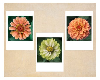 Zinnia Flower Card Set with Envelopes, Three Blank Photo Cards, Gift for Gardener, Floral Note Card Set