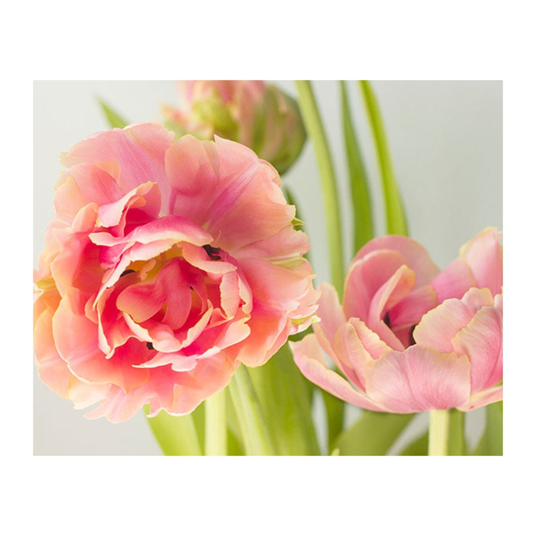 Pink Tulip Art Print, Flower Photography, Floral Wall Decor, Bedroom ...