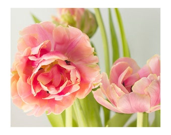 Pink Tulip Art Print,  Flower Photography, Floral Wall Decor,  Bedroom Art