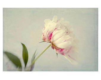 Pink and White Peony Floral Art Print: Original Cottagecore Photography