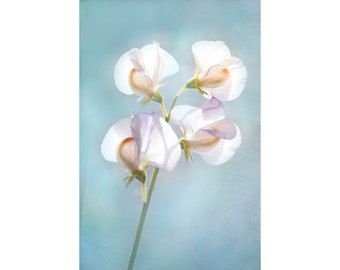 White and Purple Sweet Pea Fine Art Print, Ethereal Flower Photograph