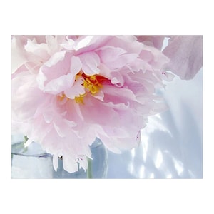 Pink Peony Flower Art Print,  Peony Photograph