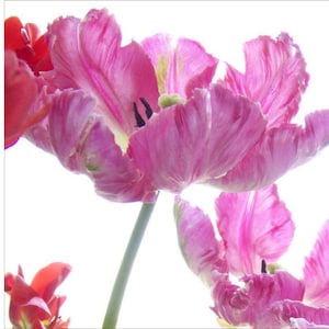 Pink Parrot Tulip Photograph, Vibrant Flower Art Print, image 1