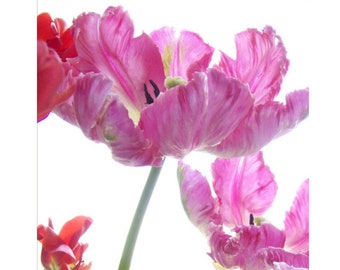 Pink Parrot Tulip Photograph, Vibrant Flower Art Print,