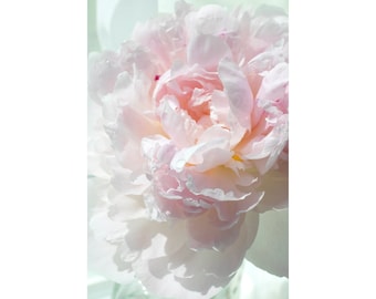 Pink Peony Flower Photography, Peony Print Wall Art