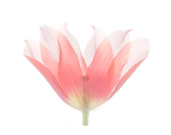 Tulip Botanical Print,  Minimalist  Decor, Pink Tulip Photo, Pressed Flower Wall art