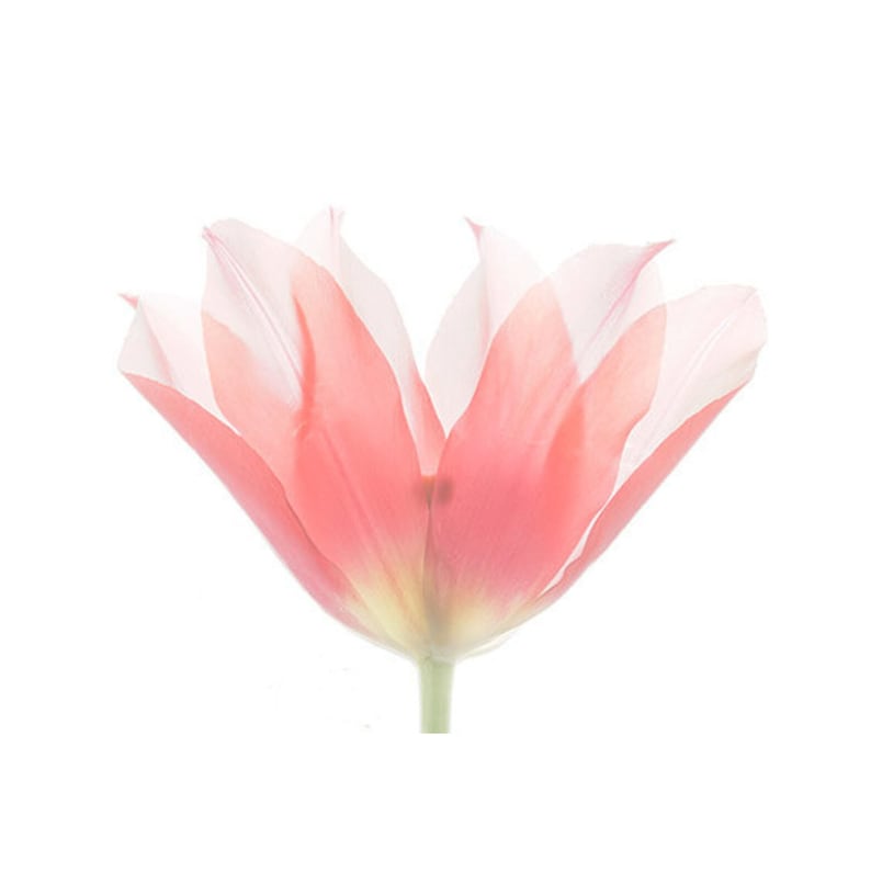 Tulip Botanical Print, Minimalist Decor, Pink Tulip Photo, Pressed Flower Wall art image 1