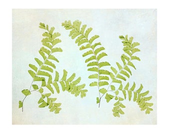 Maidenhair Fern Botanical Print, Minimalist Photograph