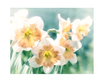 Sunlit Daffodils Photograph