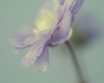 Blue Flower Photograph, Fine Art Print