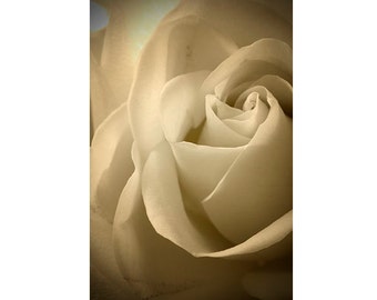 Rose Photograph, Sepia Flower Photography, Vintage Inspired Print