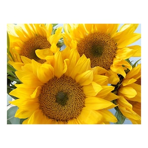 Sunflower Photography, Vibrant Art Print, Yellow Decor, Nursery Art