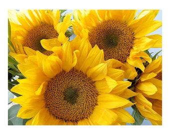 Sunflower Photography, Vibrant Art Print, Yellow Decor, Nursery Art