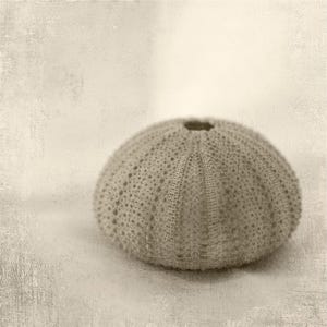 Sepia Sea Urchin Photograph, Beach Cottage Print, Vintage Style