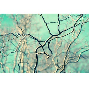 Willow Tree Art Print, Turquoise Sky Photograph