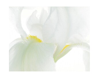 White Iris Art Print, Flower Macro Photography,  Bedroom Wall Art