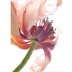 Poppy Flower Photography, Floral Art Print, Flower Wall Decor image 1