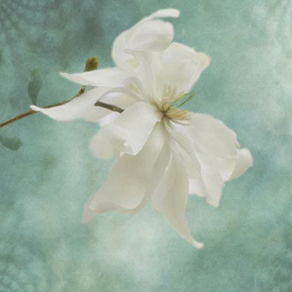 Magnolia Photograph Print,  White Turquoise