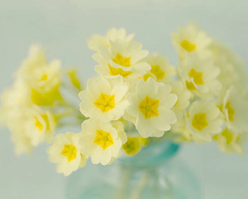 Yellow Primrose Art Print, Flower Photography, Shabby Chic Wall Art, Floral Art Print image 4