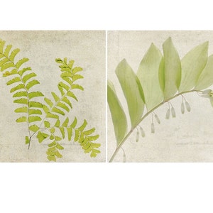 Pressed Fern Art Print Set of 2, Woodland, Solomon's Seal, Modern Farmhouse Wall Art image 2