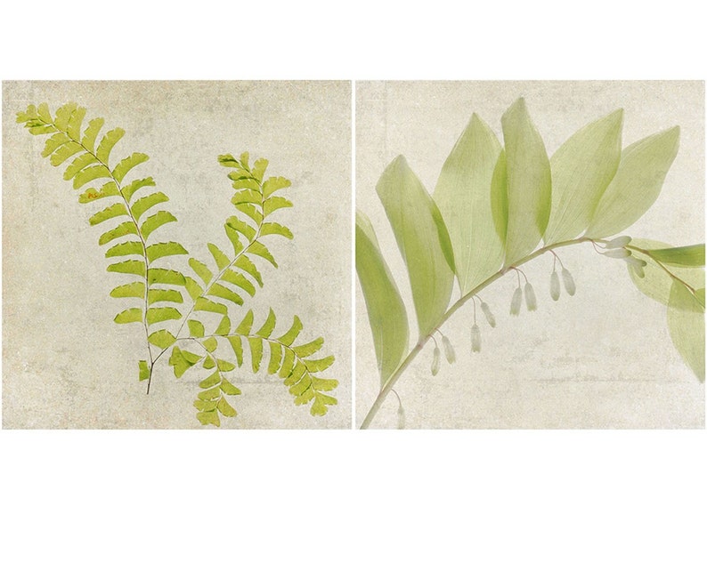 Pressed Fern Art Print Set of 2, Woodland, Solomon's Seal, Modern Farmhouse Wall Art image 2