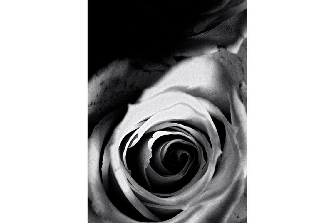 Black Rose Wall Art Flower Photography Black and White Rose Etsy
