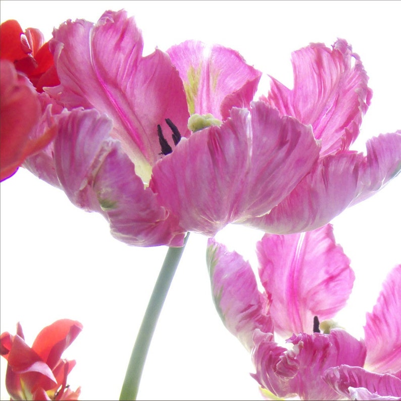 Pink Parrot Tulip Photograph, Vibrant Flower Art Print, image 2