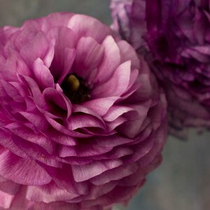 May include: Two purple ranunculus flowers with delicate petals, one in focus and the other out of focus.