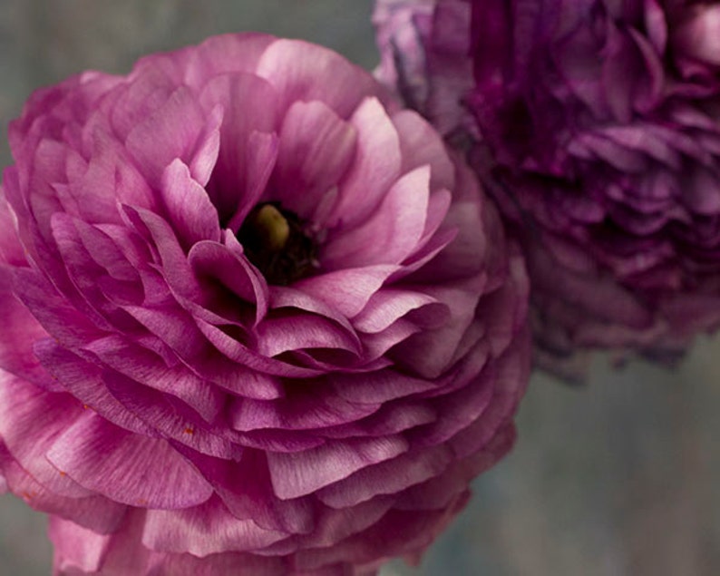 May include: Two purple ranunculus flowers with delicate petals, one in focus and the other out of focus.