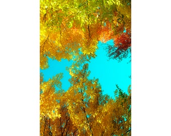 Autumn Foliage Sky Photograph, Bright Turquoise and Gold Maximalist Wall Art