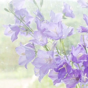 May include: A bouquet of delicate, light purple bellflowers with soft, blurred edges. The flowers are arranged in a vase and appear to be in a window with a soft, green background.