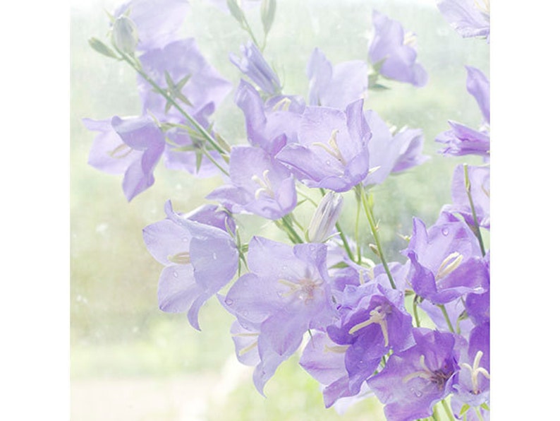 May include: A bouquet of delicate, light purple bellflowers with soft, blurred edges. The flowers are arranged in a vase and appear to be in a window with a soft, green background.