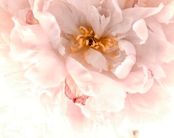 Lush Peony Flower Photograph, Macro