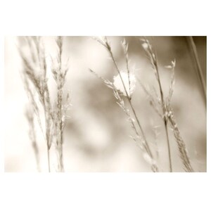 Sepia Grass Snow Photograph Art Print, Modern Farmhouse Wall Art