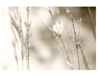 Sepia Grass Snow Photograph Art Print, Modern Farmhouse Wall Art