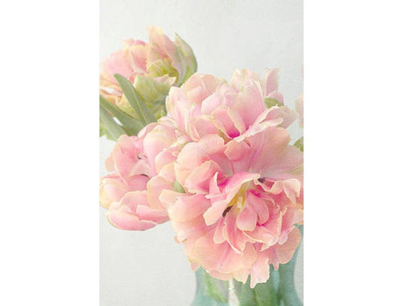 Pink Tulip Art Print, Still Life Photography, Shabby Chic Wall Art, Flower Photography, Tulip Print image 3