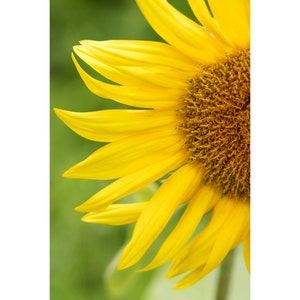 Yellow Sunflower Art Print, Flower Photography, Floral Wall Art