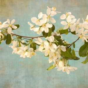 Apple Blossom Print, White Flower Wall Art, Asian Wall Art, Flower Photograph image 2