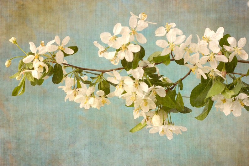 Apple Blossom Print, White Flower Wall Art, Asian Wall Art, Flower Photograph image 2