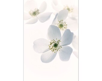 White Anemone Floral Art Print, Ethereal  Flower Photograph,  Floral Wall Art, Bedroom, Nursery Decor